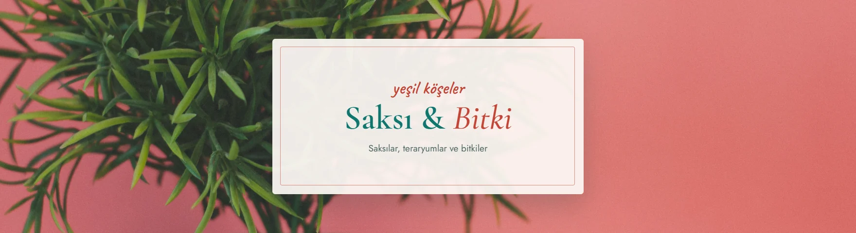 Saksı & Bitki