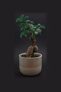 Krem Seramik Saksılı Bonsai